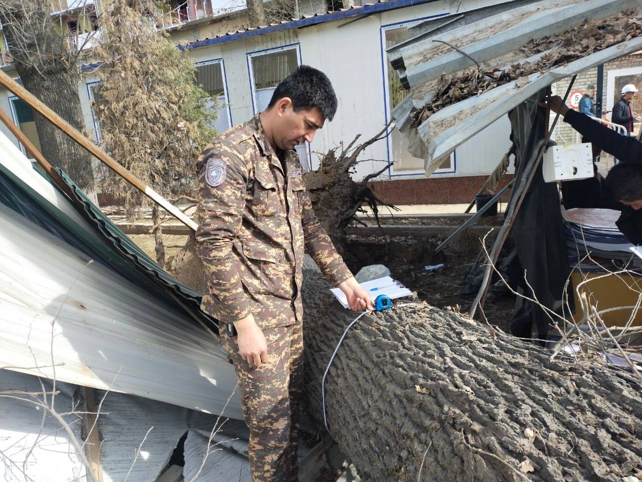 В Ташкенте жители пожаловались на вырубку многолетнего дуба