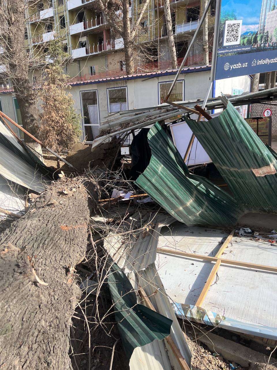 В Ташкенте жители пожаловались на вырубку многолетнего дуба