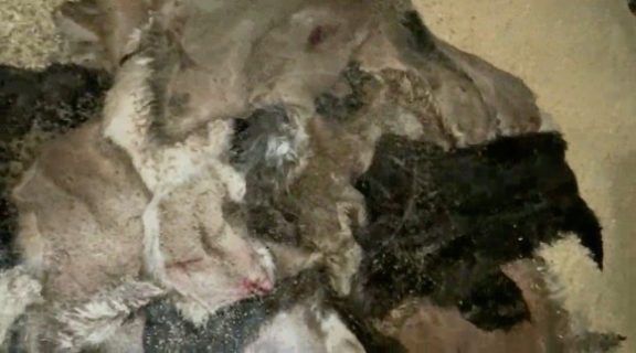 В Ташобласти в колхозе жестоко забивали десятки собак — видео