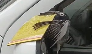 Тиктокер ради хайпа приклеил птицу к автомобилю — видео