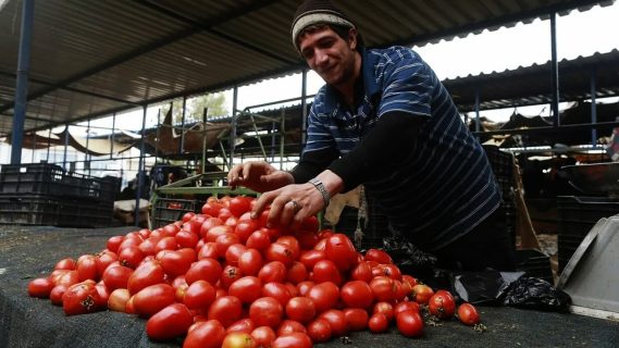 Эксперты объяснили шокирующие цены на помидоры