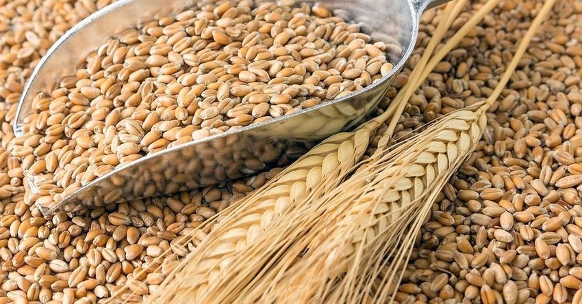 Узбекистан лидирует по ипорту зерна из Казахстана