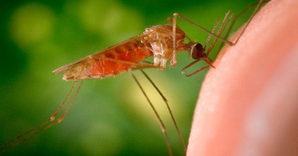 Узбекистан взял малярию под строгий контроль