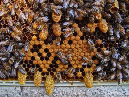 В России запретили ввозить пчелопакеты из Узбекистана