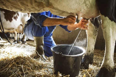 В Узбекистане стали больше доить молока