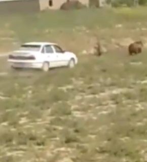 В одном из кишлаков Кашкадарьи медведь «поставил на уши» местных жителей
