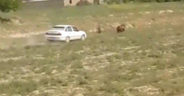Медведь наведался в кишлак: жители попытались задавить его на автомобиле — видео