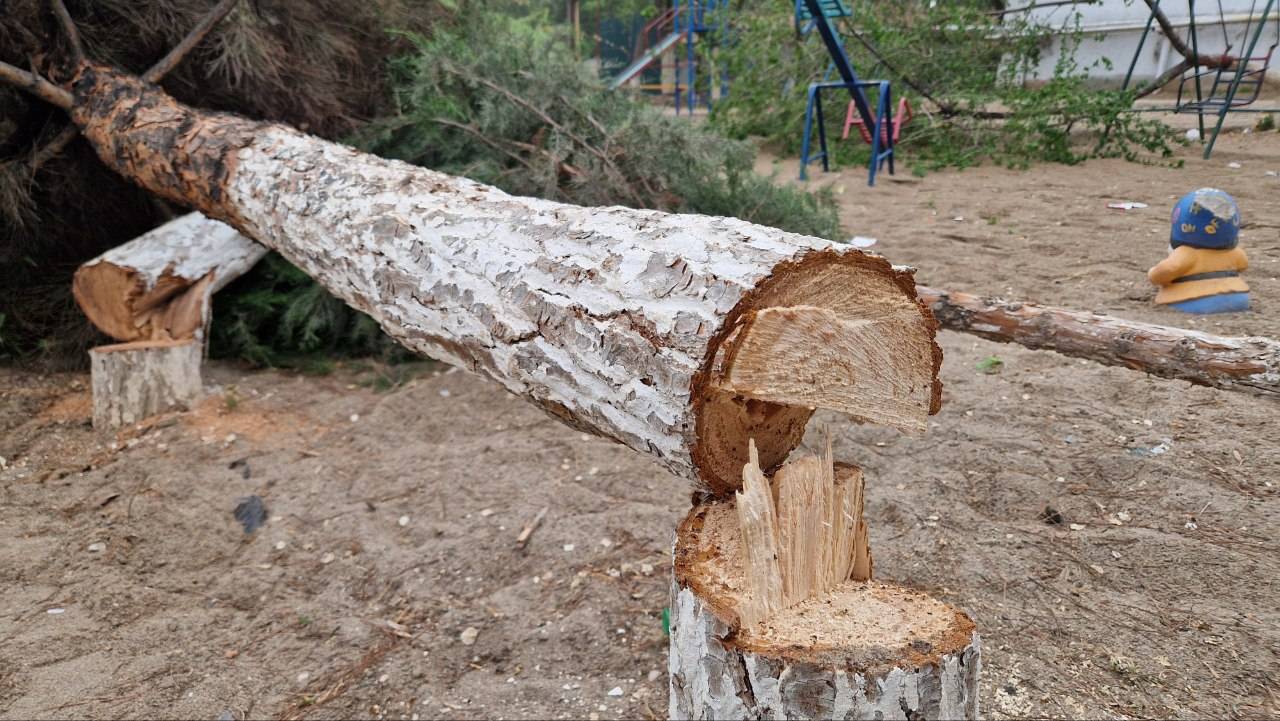 В Карши неизвестные срубили деревьев на полторы сотни миллионов сумов