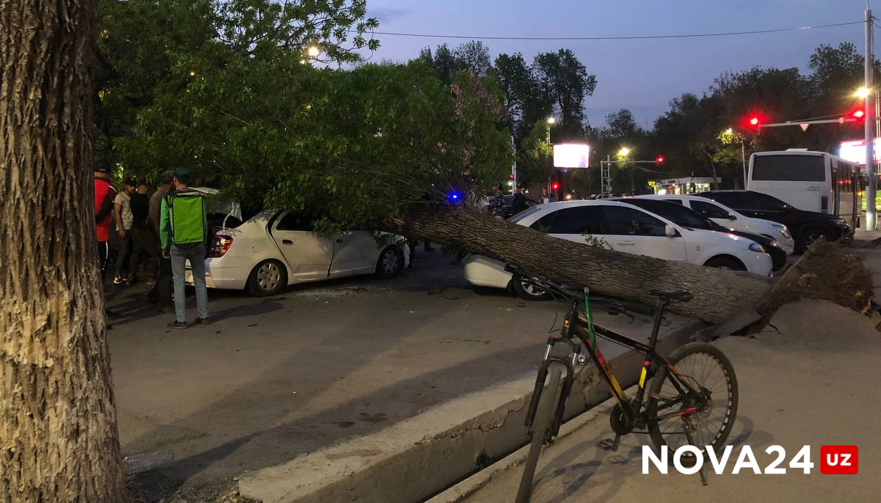 В Ташкенте дерево рухнуло на автомобили