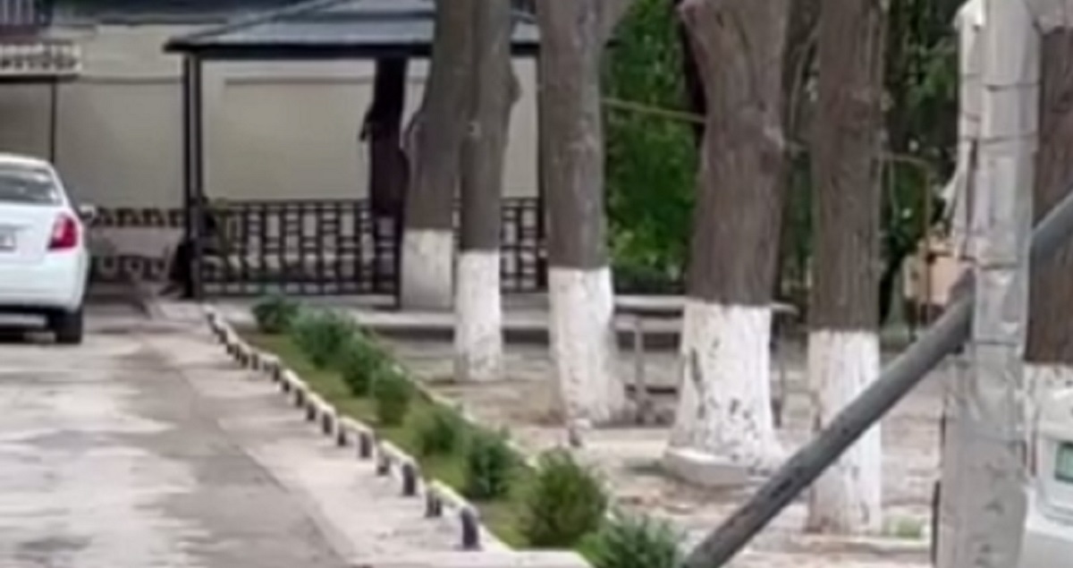 В центре Ташкента забетонировали десятки деревьев