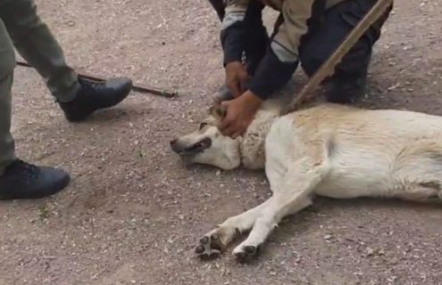 В Алмалыке сотрудники отлова задушили бездомную собаку — видео