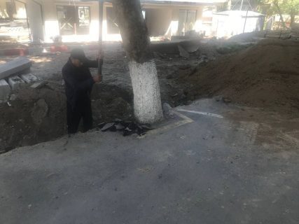 В Ташкенте начали спасать замурованные в бетон деревья