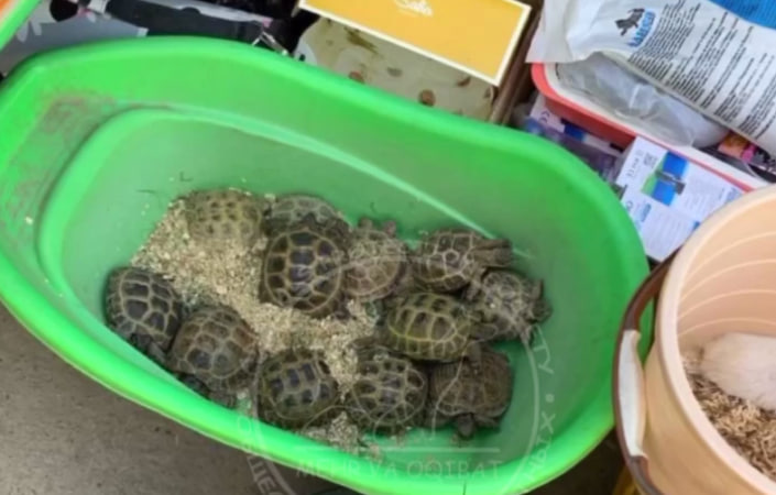 В Ташкенте на базаре приторговывали черепахами, ежами и дикими птицами — видео