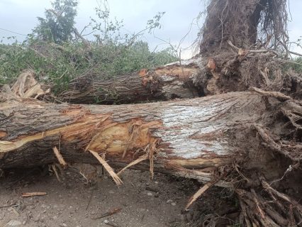 В Фергане вырвали с корнем более десяти деревьев