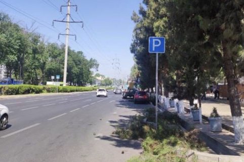 В Ташкенте приступили к санитарной обрезке деревьев