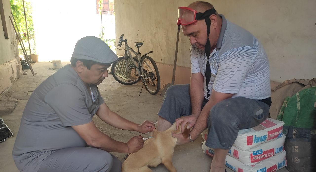 В Ташкенте ветеринары проводят вакцинацию питомцев от бешенства