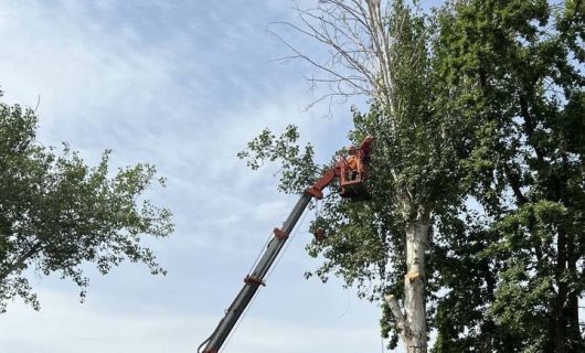 В Ташкенте начали превращать деревья в кусты под видом санитарной обрезки