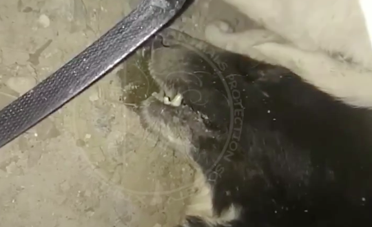 В Янгиюле сотрудника отлова подозревают в отравлении собаки — видео