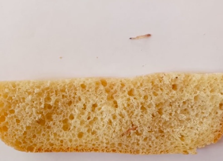 Житель Ташкента купил в «Дока хлеб» буханку с начинкой из червей — видео