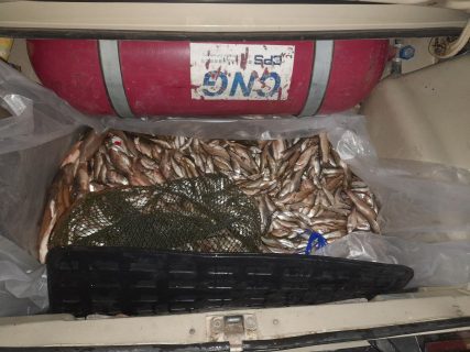 Трое мужчин наворовали рыбы на полмиллиарда сумов и спрятали ее в багажнике «Жигули»
