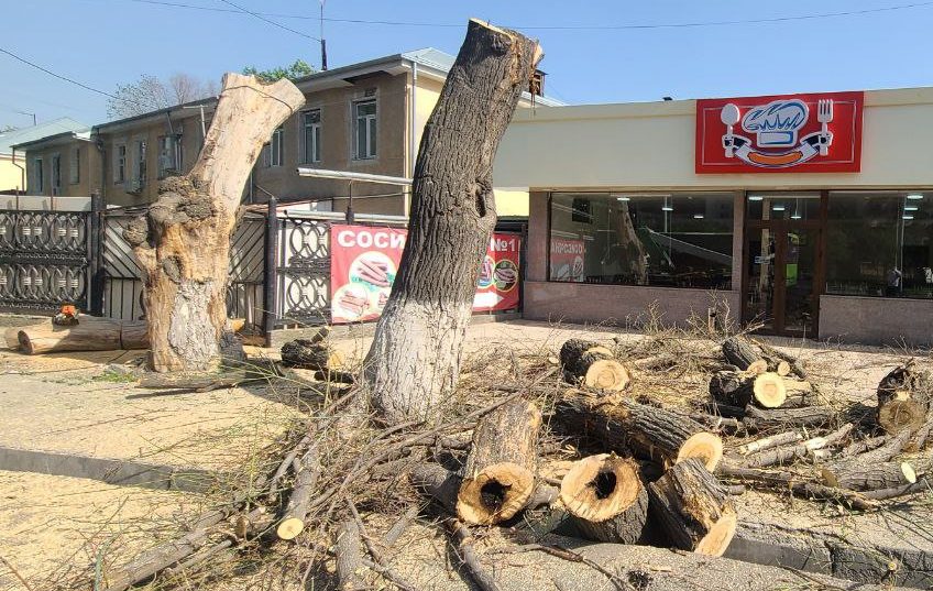 В Ташкенте средь бела дня срубили два дерева