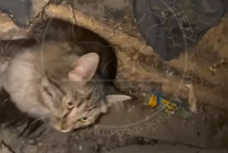 В Ташкенте спасли кота, который больше недели не мог выбраться из вентиляции дома — видео
