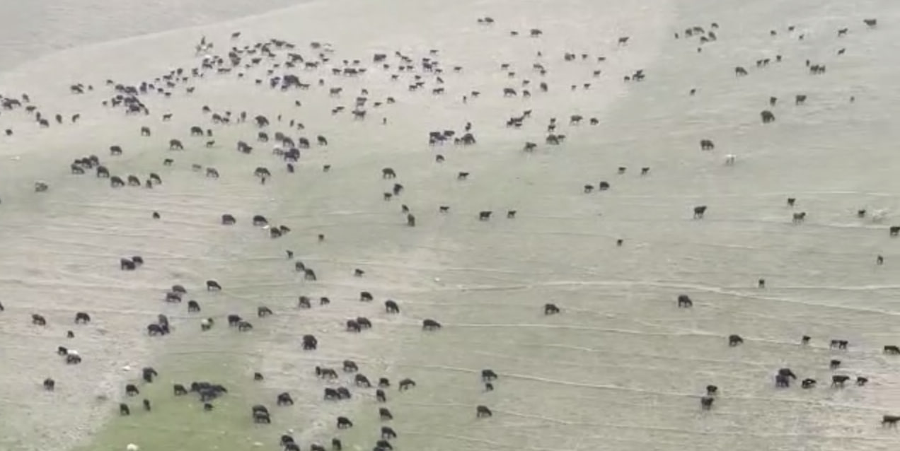 В Ташобласти житель фурами возил более тысячи баранов постись на луга — видео