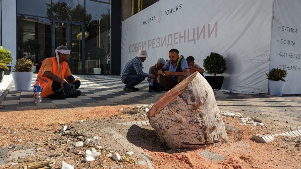 В Ташкенте спиленное дерево погрузили в грузовик «Яшил Макон»