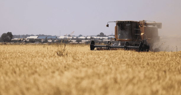 Узбекистанцам раздадут десятки тонн зерна и миллионы тюков сена