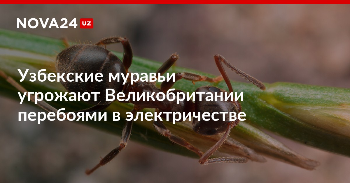 Узбекские муравьи угрожают Великобритании перебоями в электричестве .