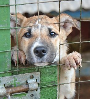 В Фергане массово отравили собак в пункте временного содержания животных