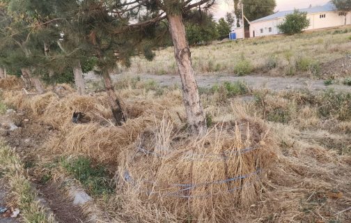 В Ташкенте обнаружили десятки деревьев, которые выбросили после пересадки
