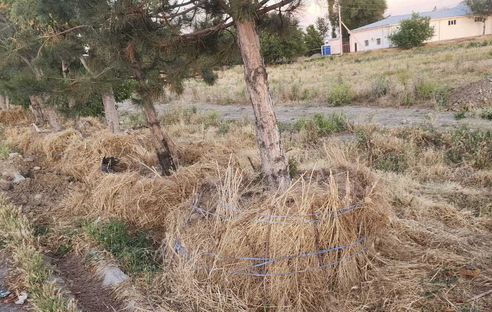 В Ташкенте обнаружили десятки деревьев, которые выбросили после пересадки
