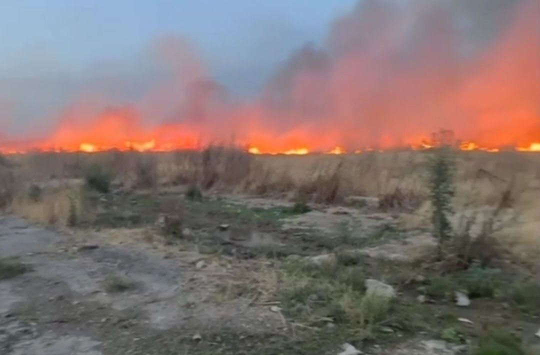 В Ташкенте около аэропорта загорелась сухая трава — видео