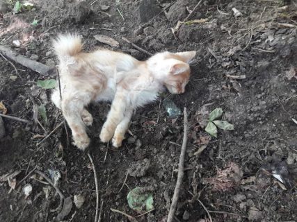 В Ташкенте пожаловались на травлю уличных кошек: хокимият трупов животных не нашел
