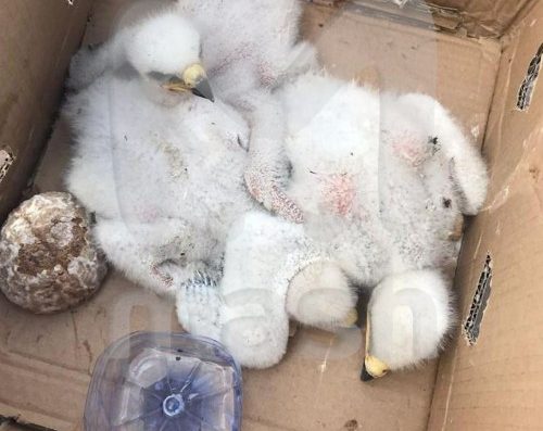 Водитель из Намангана пытался провезти в Россию трех птенцов степного орла