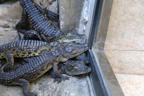 Ташкентский зоопарк рассказал о судьбе детенышей крокодилов, спасенных из багажа в аэропорту