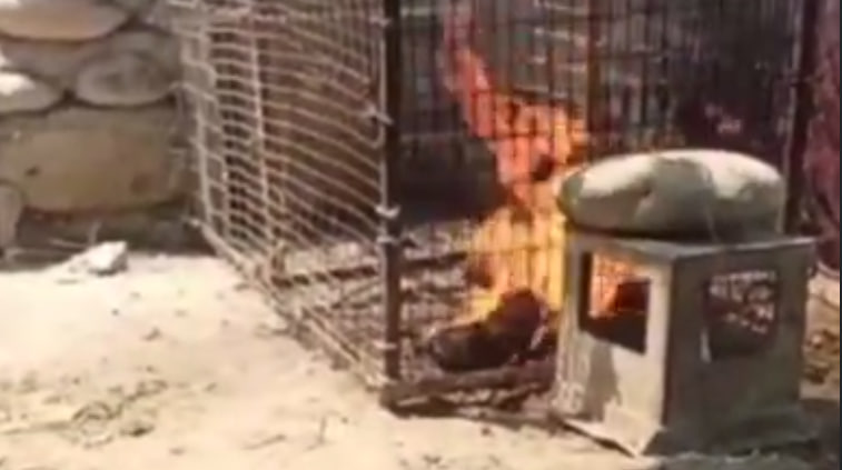 В Фергане нашли мужчин, которые заживо сожгли кошку — видео