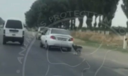 Мужчина привязал собаку к машине и протащил ее по трассе — видео