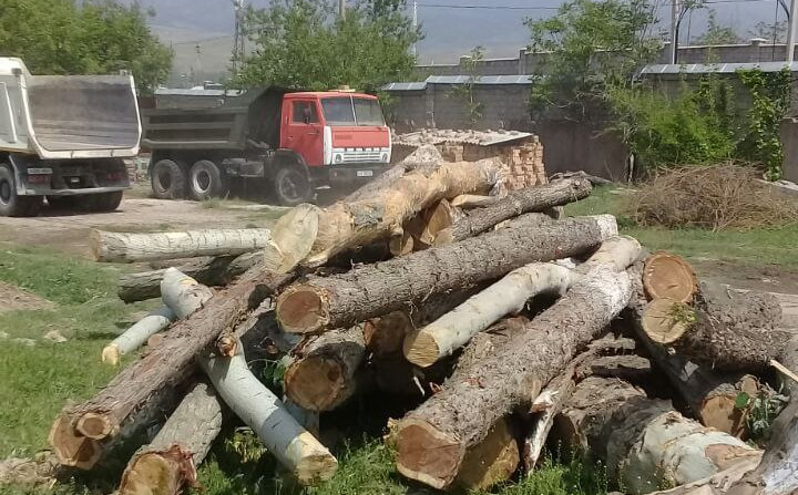 В Ташобласти на территории предприятия вырубили десятки деревьев: за год виновных найти не удалось