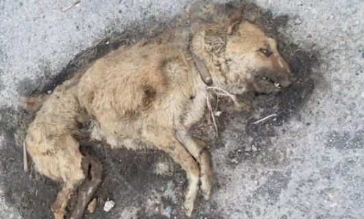В Фергане массово отравили собак в пункте временного содержания
