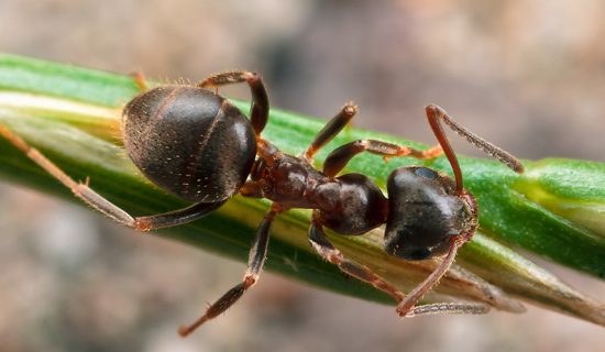 Узбекские муравьи угрожают Великобритании перебоями в электричестве
