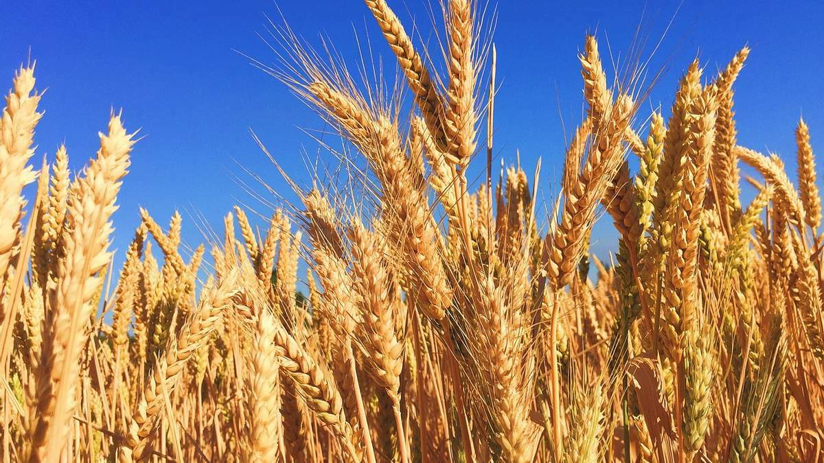 В Узбекистане утвердили меры для стабилизации цен на пшеницу
