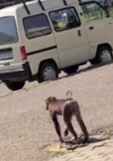 По центру Ташкента пробежалась обезьяна