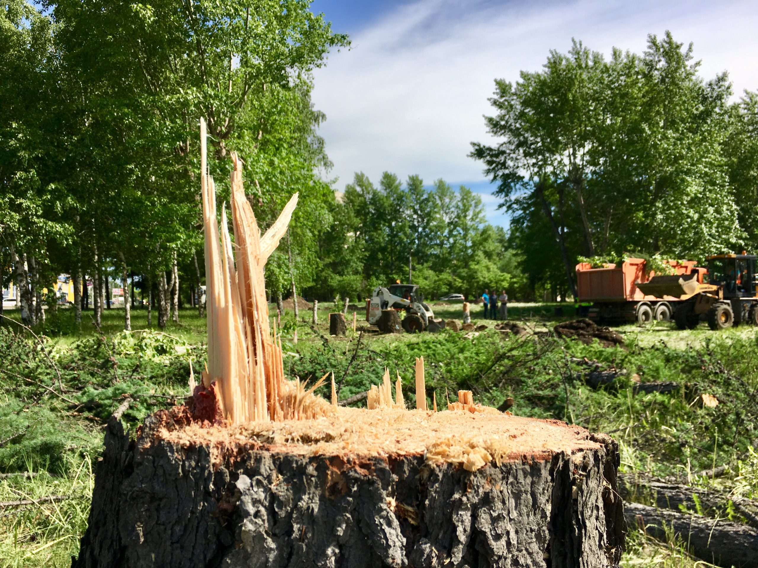 В Минэкологии отреагировали на информацию о возможной вырубке десятков тысяч деревьев