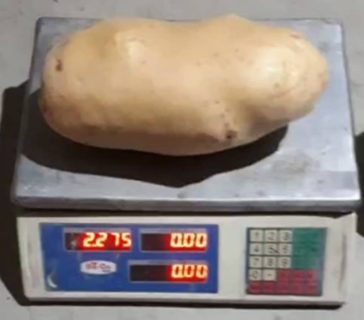 В Узбекистане вырастили картофельного монстра