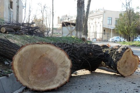 Житель Намангана получил ограничение свободы и огромный штраф за вырубку деревьев