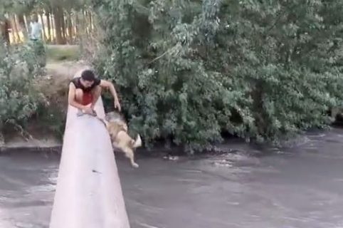 В Самарканде парни ради хайпа в TikTok сбросили собаку в бурную реку — видео