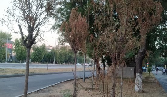 В Ташкенте около станции метро массово умирают деревья