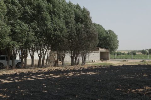 В Сурхандарьинской области фермеры пожгли поля на 100 миллионов сумов